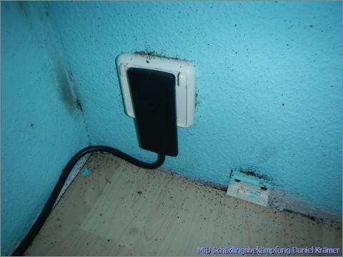 Bed bug traces on an electrical outlet