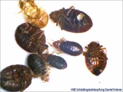 Multiple bed bugs 
