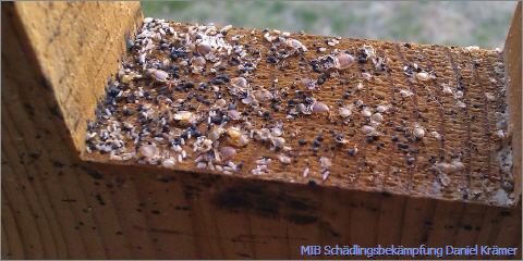 Massiver Befall von Bettwanzen mit Kot, Eiern und Häutungsresten am Holzrahmen eines zerlegten Bettes.