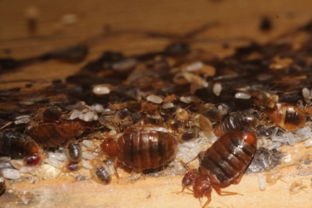 Viele Bettwanzen, Nymhen und Bettwanzeneier an einem Bett in Nahaufnahme.