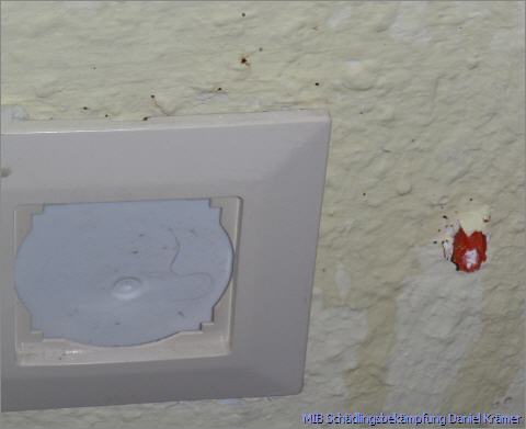 Bed bug feces around socket frame and dowel