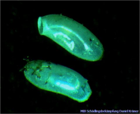 2 Eier der Bettwanze vergrössert unter einem Mikroskop.