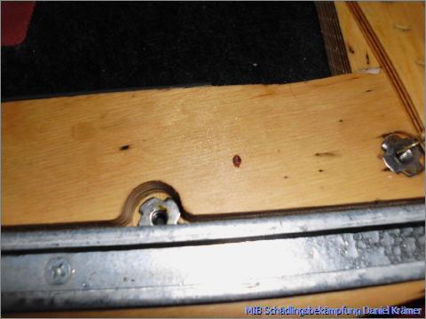 Bed bugs in the bed frame