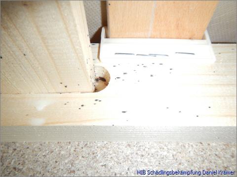 Clear traces of bed bugs on the bed frame