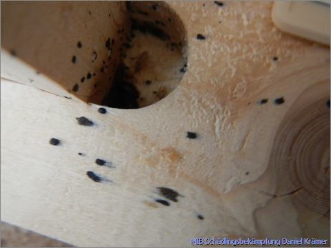 Bed bugs in a bed frame in cutouts