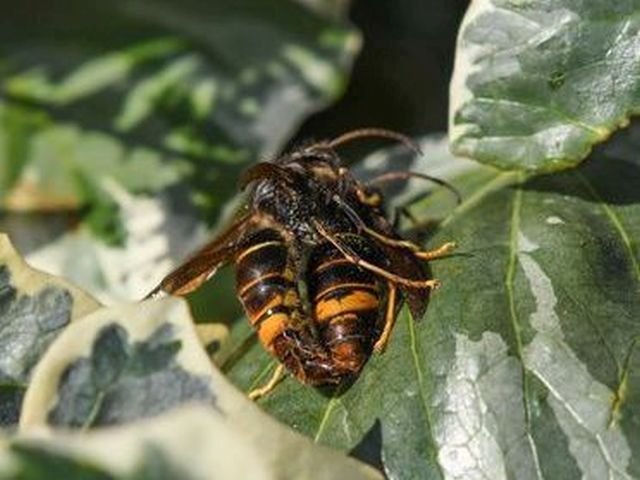 Asiatische Hornisse - Vespa velutina nigrithorax