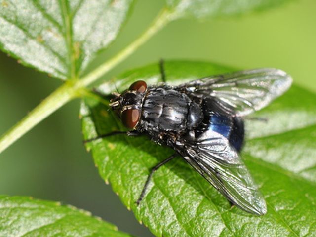 Schmeißfliege/Blaue Fleischfliege - Calliphora vicina