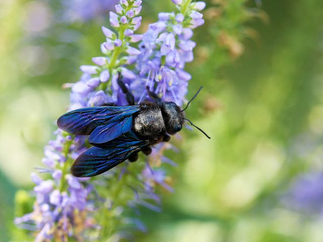 Blaue Holzbiene - Xylocopa violacea