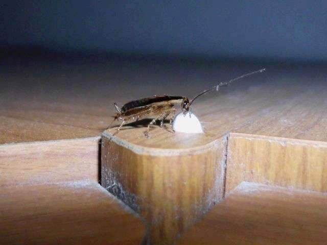 Braunbandschabe - Supella longipalpa