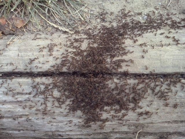 Braune Wegameise - Lasius brunneus