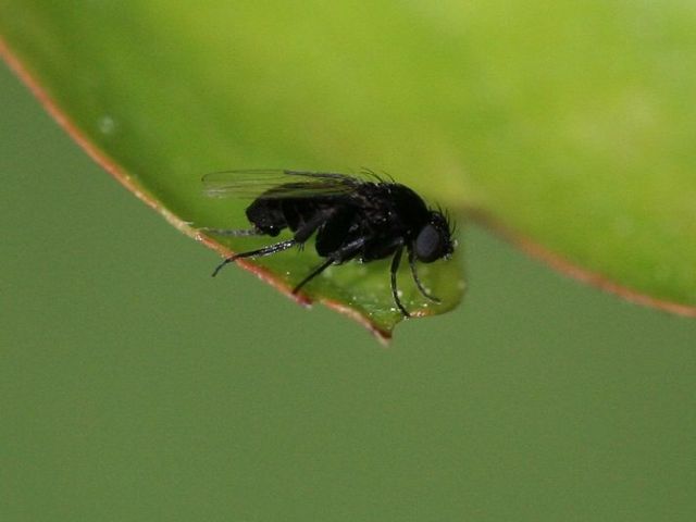 Buckelfliege - Megaselia scalaris