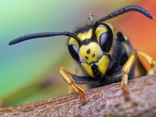 Deutsche Wespe - Paravespula germanica