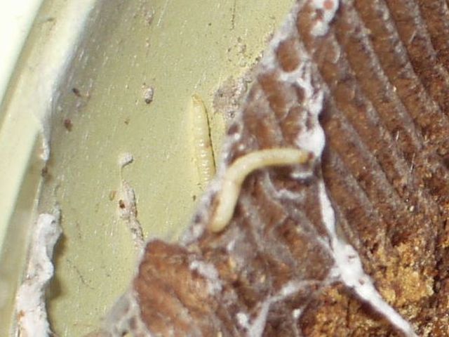 Maden entfernen lebensmittelmotten Motten im