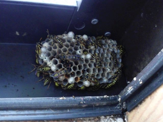 Papierartiges Nest der Feldwespe in einem Fensterrahmen