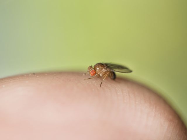 Fruchtfliege - Drosophila melanogaster 