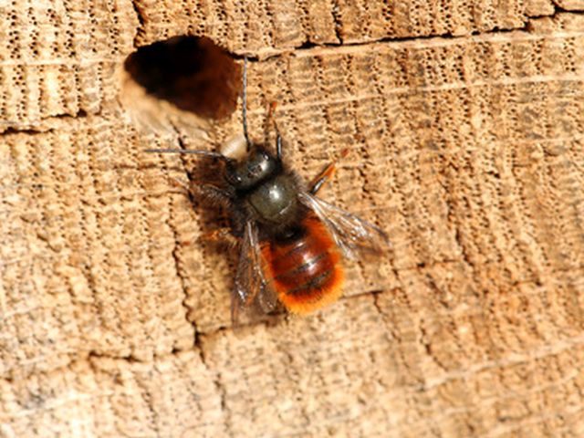 Gehörnte Mauerbiene - Osmia cornuta