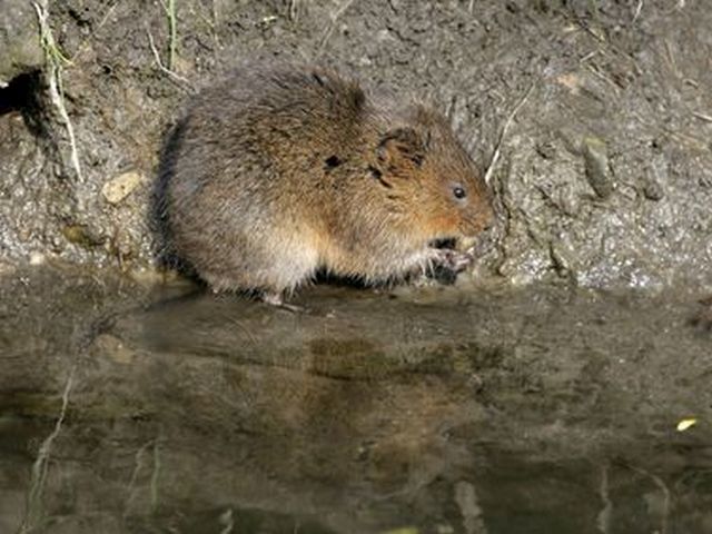 Gemeine Schermaus - Arvicola terrestris