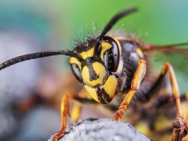Gemeine oder gewöhnliche Wespe - Vespula vulgaris