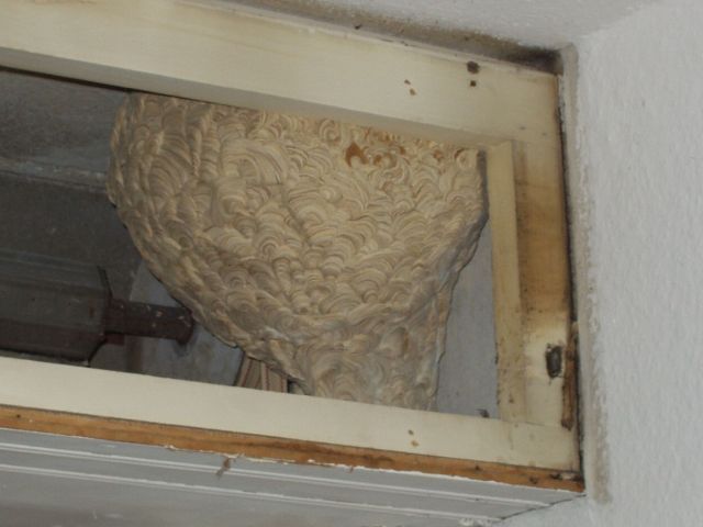 Ein Nest der Gemeinen Wespe in einem Rollladenkasten