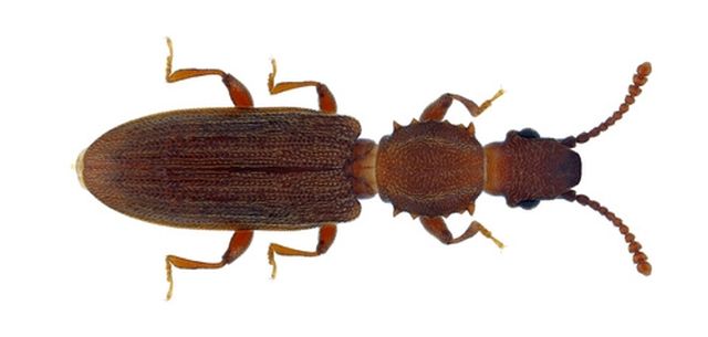 Getreideplattkäfer - Oryzaephilus surinamensis