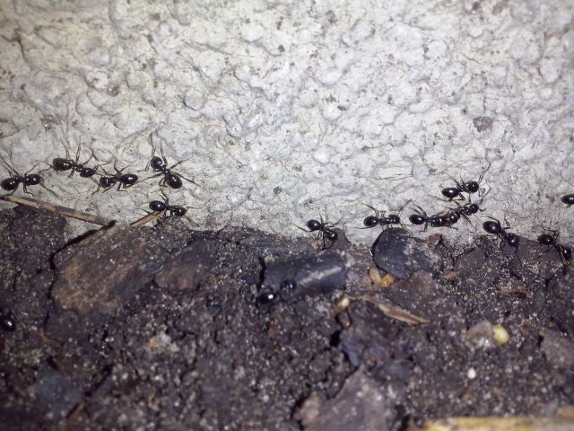 Eine Ameisenstraße der Glänzendschwarzen Holzameise am Boden in der Ecke zu einer weißen Wand.