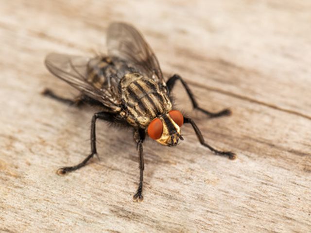 Große Stubenfliege - Musca domestica