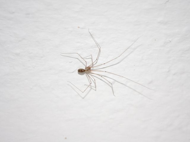 Große Zitterspinne - Pholcus phalangioides