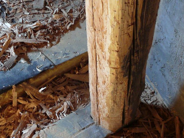 Ein durch den Hausbock verursachter Schaden an einem Holztragelement wird fachmännisch abgebeilt.