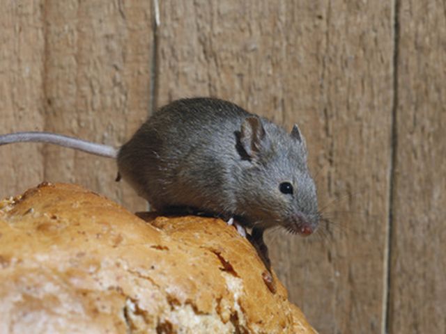 Eine graue Hausmaus sitzt auf einem Brot vor einer Holzwand.