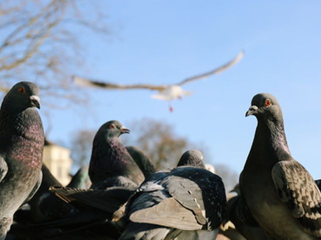 Eine Gruppe von Tauben sitz im Vordergrund, währemd eine Taube am blauen Himmel zur Landung ansetzt.