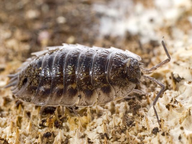 Kellerassel - Porcellio scaber 