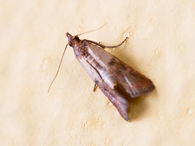 Mehlmotte - Ephestia kuehniella