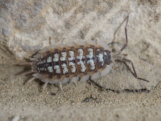 Rollassel - Armadillidium opacum