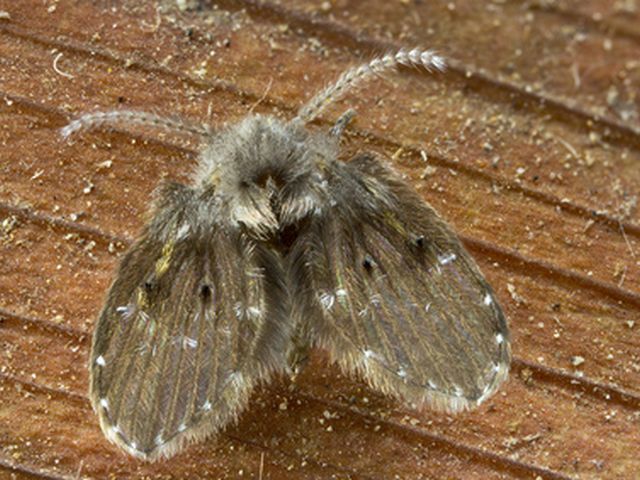 Schmetterlingsmücke - Psychodidae
