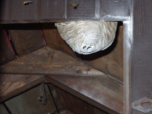 Ein Nest der Sächsischen Wespe in einem Holzschuppen