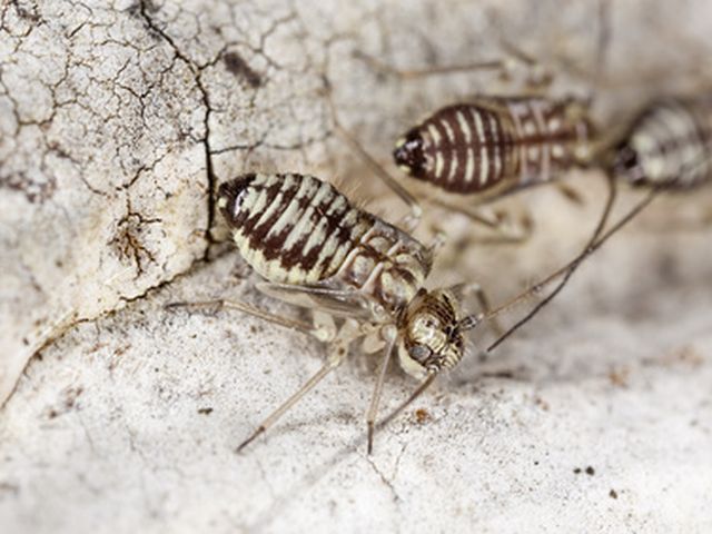 Staublaus - Psocoptera