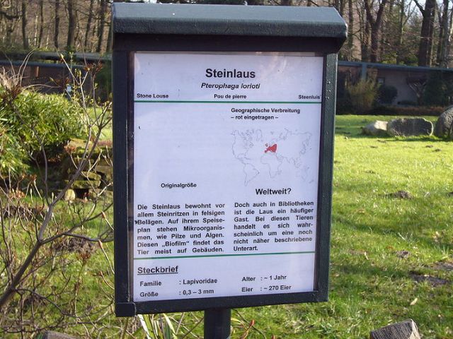 Steinlaus - Petrophaga lorioti