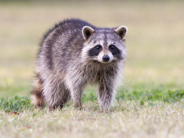 Waschbär - Procyon lotor