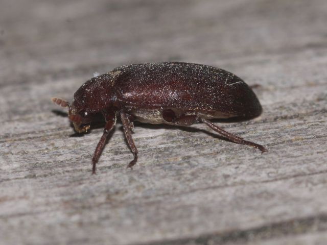 Zweifarbig behaarter Speckkäfer - Dermestes haemorrhoidalis