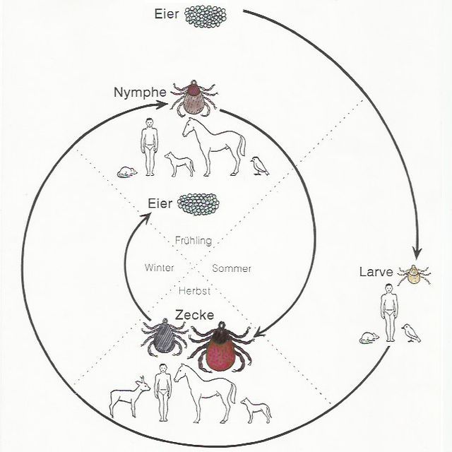 Grafische Darstellung des Entwicklungszyklus der Zecke