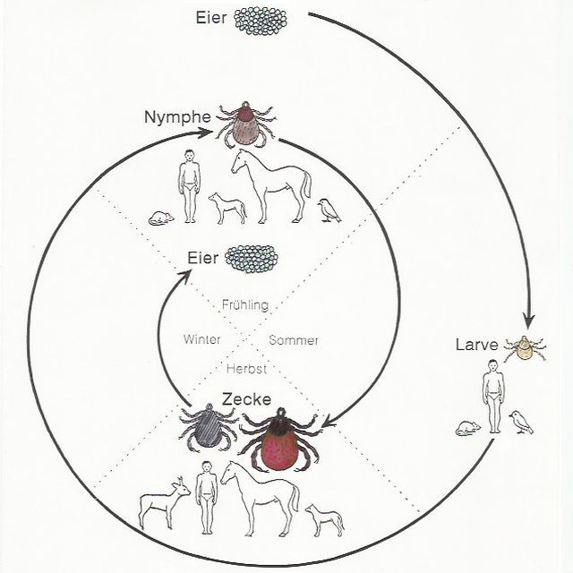 Entwicklungszyklus der Zecke