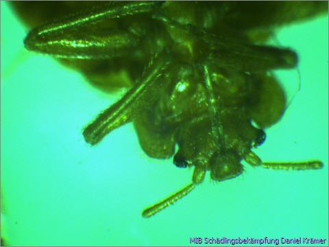 Bed bug head with proboscis